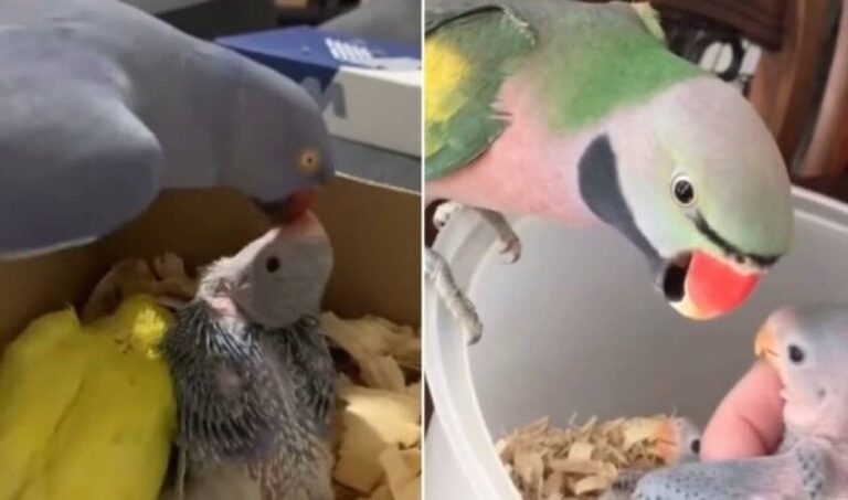 「すくすく大きくなってね！」可愛い子供たちに愛情たっぷりのキスをするインコ