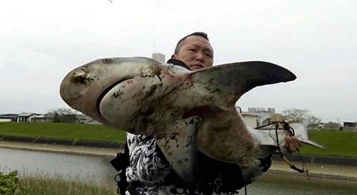 【ﾋｴｯ】本来生息しないはずの凶暴なサメ、◯◯市の河口近くで釣り上げられる・・・