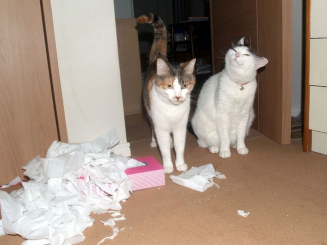 7割ぐらいの人が知ってそうなことをドヤ顔で書き込んでいけ