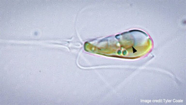 奇跡的イベントが発生中。2種の微生物が融合するという10億年に1度の進化が起きている
