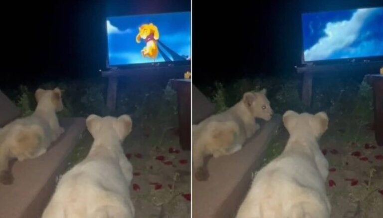 「これって私たちのこと？」保護ライオンズ、テレビでまったり「ライオンキング」を鑑賞する