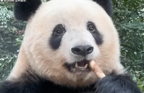 中国に行ったシャンシャン、観光客が喋った日本語に反応し近くまですり寄る…観光客は号泣