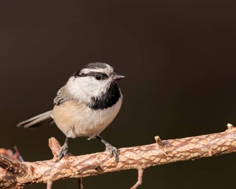 驚異の記憶力を持つ鳥、マミジロコガラは無数の食料の隠し場所をすべて覚えている