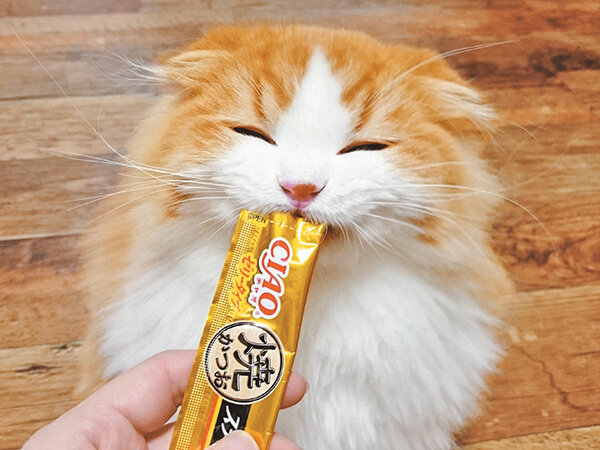 "CIAOちゅ～る"でお馴染みのいなば食品、一般職の新入社員9割が入社辞退と報道 →マジヤバイことが起きていた・・・