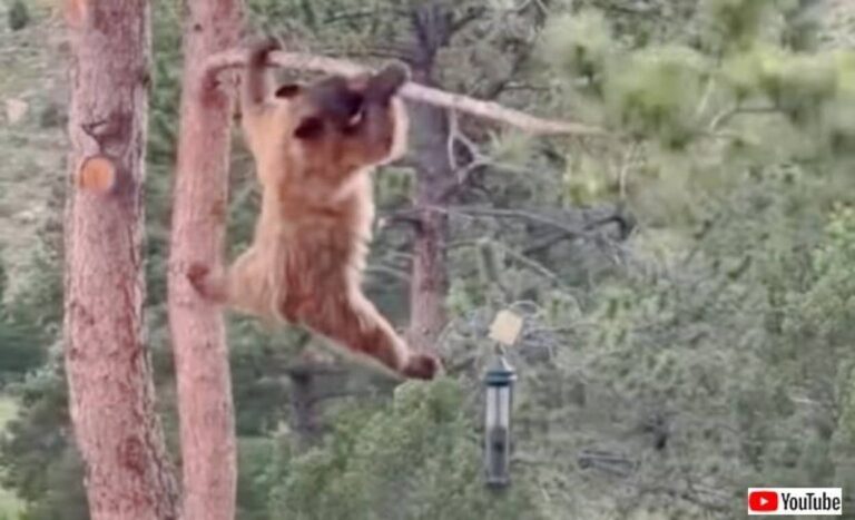「このくらいならイケる！」と思ったクマー、木の枝に吊るされたバードフィーダーを狙った結果……