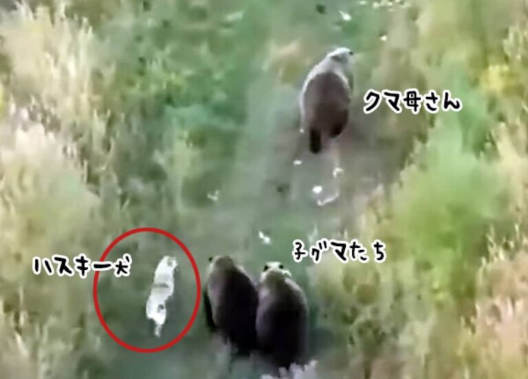 オレはやるぜ！迷子になったハスキー犬、クマの家族と仲良く行動を共にしているところを発見