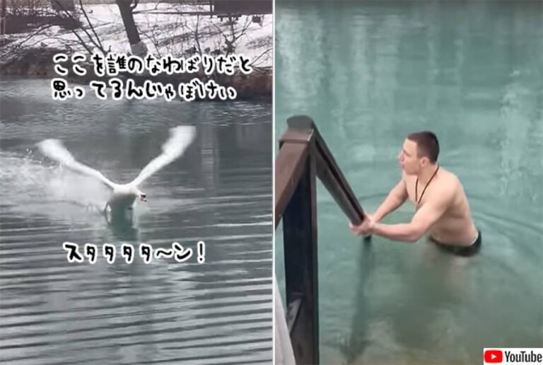 ここは白鳥の陣地だ、勝手に入ってくんなごるぁああああ！！すごい勢いで追い払われるニンゲン