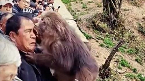 お尻を触られてガチギレした中国のサル、男性に噛みつく→最悪の事実が判明・・・