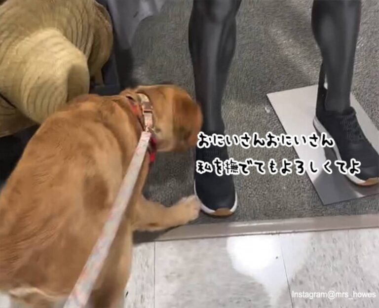 お兄さん、私を撫でて。犬の熱烈なアプローチに微動だにしない男性の正体とは？