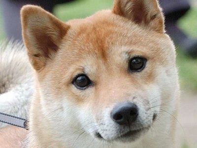 【悲報】ナンパ男が犬を暴行した事件、デマだった模様…