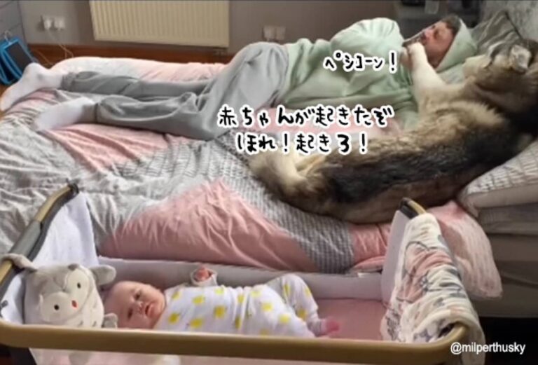 赤ちゃんが起きとるやないけ！飼い主をビンタで起こすハスキー犬