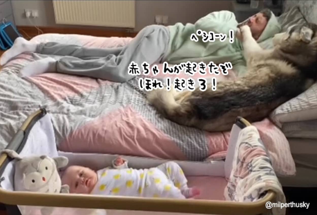 赤ちゃんが起きとるやないけ！飼い主をビンタで起こすハスキー犬