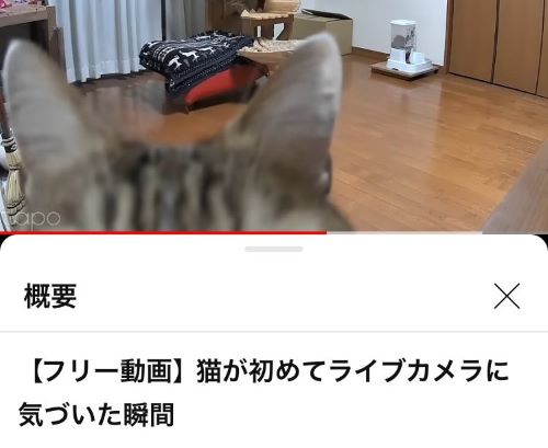 「猫が初めてライブカメラに気づいた瞬間」という動画、動画の内容よりも概要欄がヤバすぎるｗｗｗｗｗ