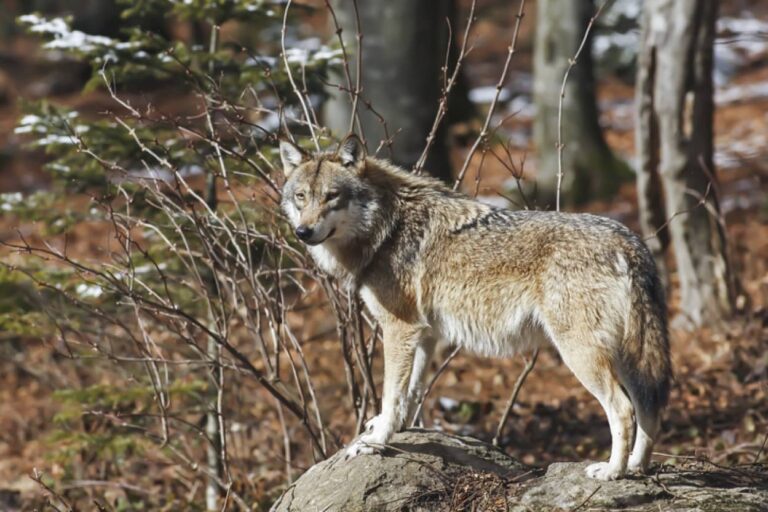 コヨーテと間違えられ絶滅危惧種のハイイロオオカミが狩猟で射殺される