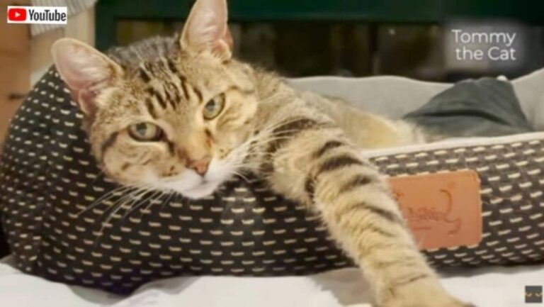 「ヒーター完備なら早く教えるニャ！」おばあちゃんからのプレゼントのベッドを拒否した猫、あったかいと知った途端に入り浸る