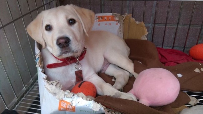 人懐っこすぎて警察犬になれなかったイッヌ、台湾地震で救助犬として活躍する！！