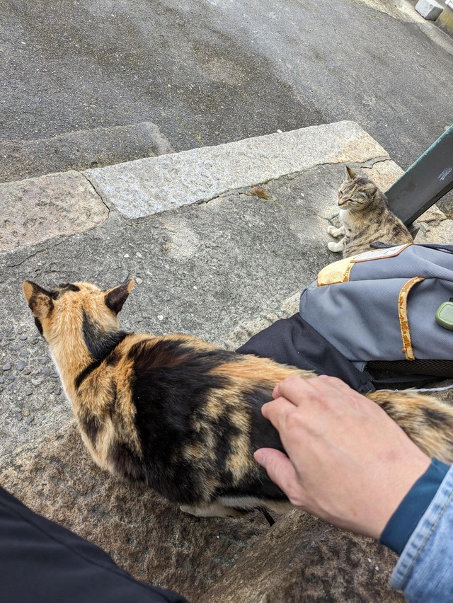 【画像】猫島に来た