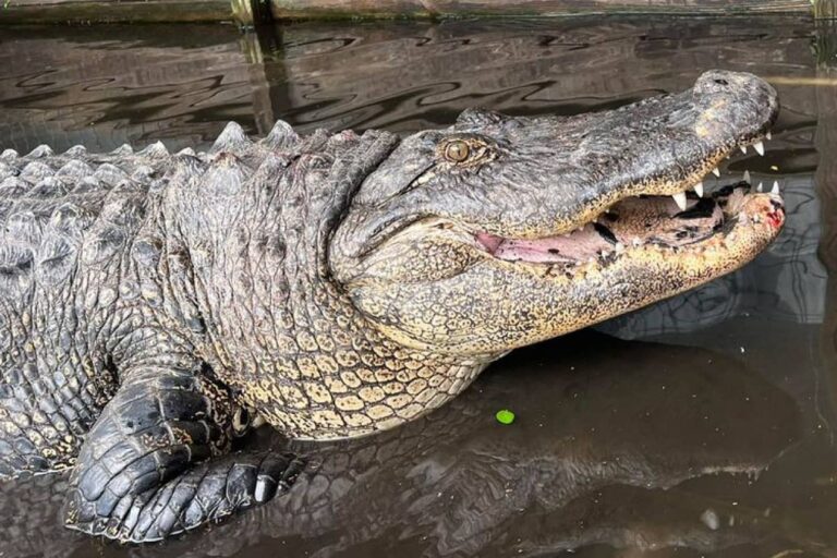 コカ・コーラ工場の裏に住むワニ、住民らが餌付けしすぎたせいで太りすぎて移送される