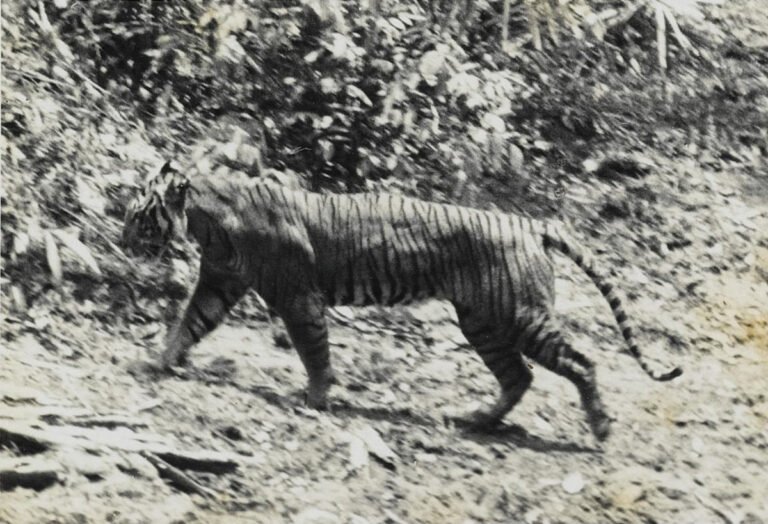 絶滅したと考えられていたジャワトラの被毛が発見され、現存する可能性が高まってきた