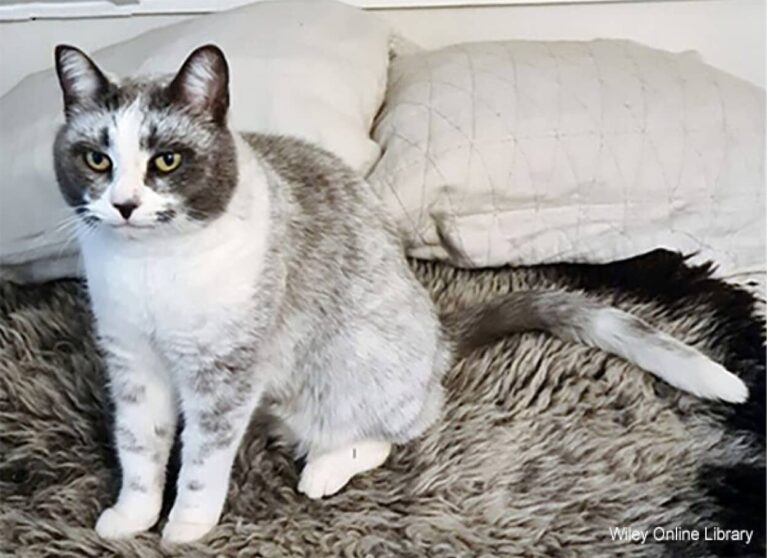 遺伝子変異により猫の新たな毛色が誕生「サルミアッキ」と命名