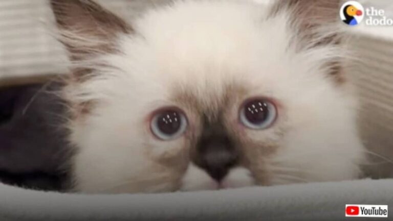 ネットの情報は間違いだった？初めて猫を飼い始めた女性、戸惑つつもノーキャットノーライフを理解する
