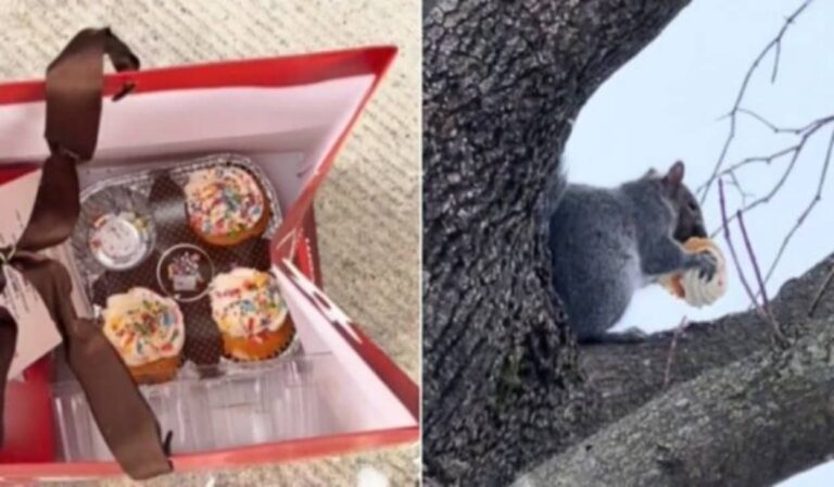 玄関に置いてあったカップケーキが1個減っていた。犯人は毛むくじゃらのあいつだった！