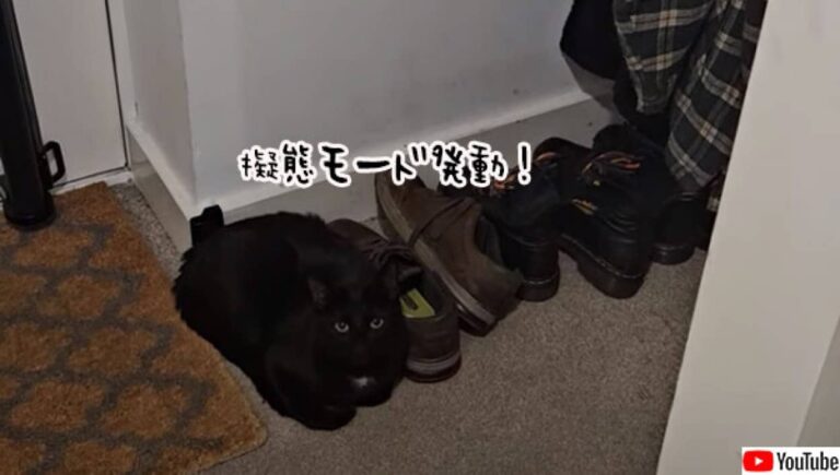 黒猫の擬態モード発動！さて何に変身しているのでしょうか？