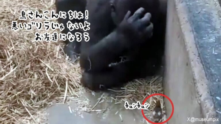 ゴリラが小鳥と友達になりたくて、頭をかきながらその方法を考え、小鳥にやさしく接する