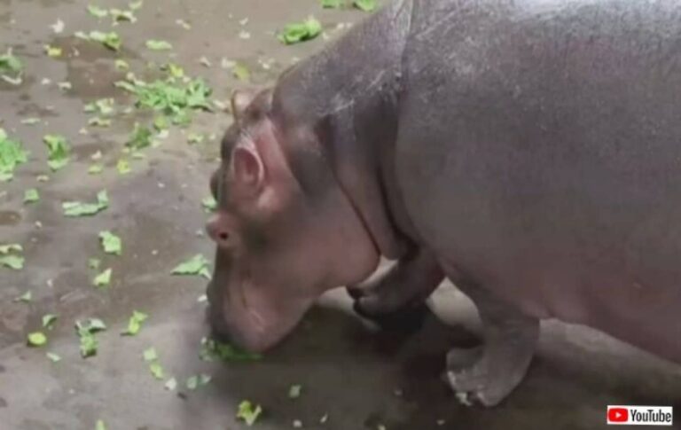 寒すぎるからお外はお預け！シンシナティ動物園のカバファミリー、屋内でもハッピーに過ごす工夫がいっぱい