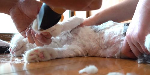 猫系YouTuberさん、独学で飼い猫をトリミング→ヤバすぎる仕上がりに視聴者ドン引き「猫がかわいそう」「素人がやるな」