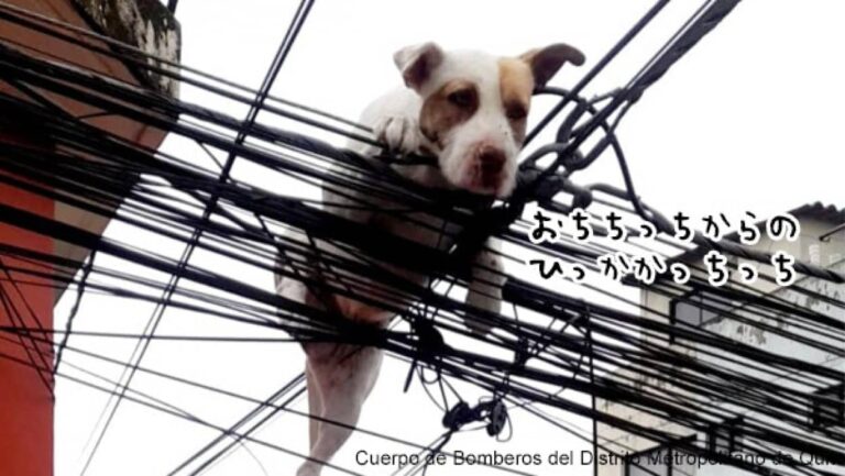 蝶を追いかけて屋上のテラスから飛び降りた犬、電線に引っかかり無事救出される