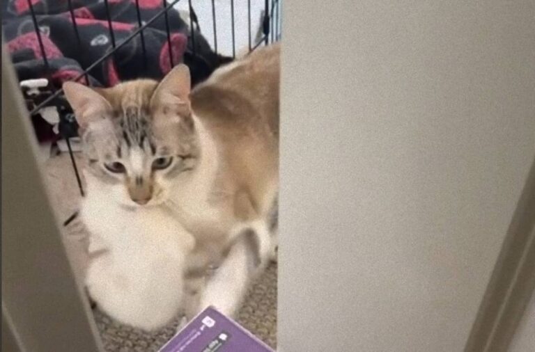 この子たちの面倒はボクが見る！先住猫が6匹の子猫の父親代わりとなり子育てを開始