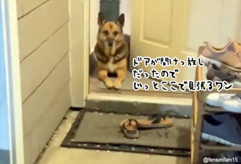 誤って玄関のドアを開けっぱなしで外出、だがその間犬がずっと家を守っていた