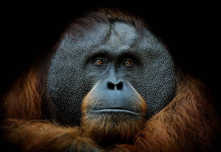 野生のオランウータンが薬草を使って傷を治療する様子が世界で初めて観察される
