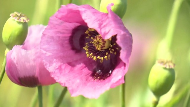 茨城の5歳保育園児さん「この花…なんかおかしい…」 →路上でとんでもない草を発見！博識すぎるだろ！！！