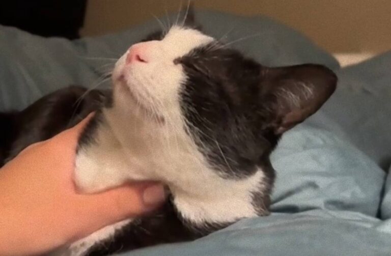 人懐こく抱っこ大好きな保護猫なのになぜか飼い主が見つからない。SNSに投稿したところ…