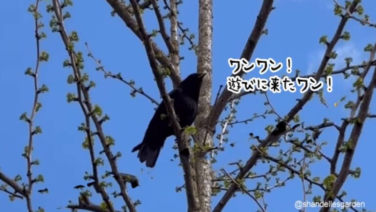 犬と友達になったカラス、犬の鳴き声をマネして遊びに来たことを知らせる（要音声）
