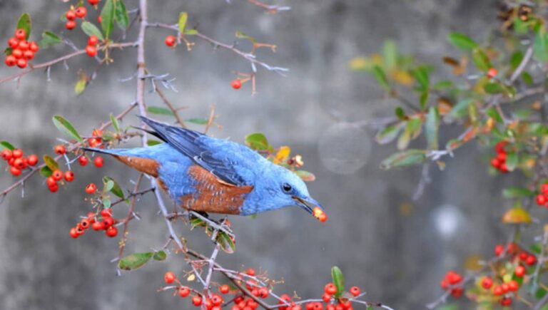 「幸せの青い鳥」イソヒヨドリが、アメリカで初めて目撃される
