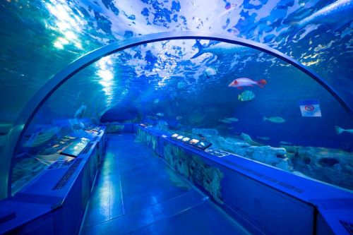水族館で子供が「これ欲しい！！」と叫んで母親に必死に止められてた←マジでそれは無理だｗｗｗｗｗｗ