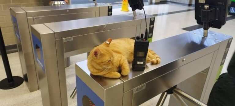 どうしても駅が好き。自主的に駅に毎日勤務するようになった近所に住む猫