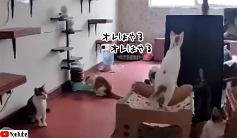猫界の「オレはやる」でカオスが勃発！1匹の猫から始まる連鎖反応
