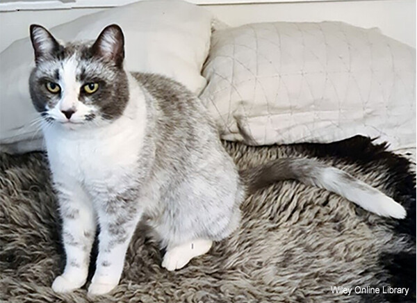 突然変異で猫の新種毛色が誕生！！ ハチワレ亜種の名前は「サルミアッキ」