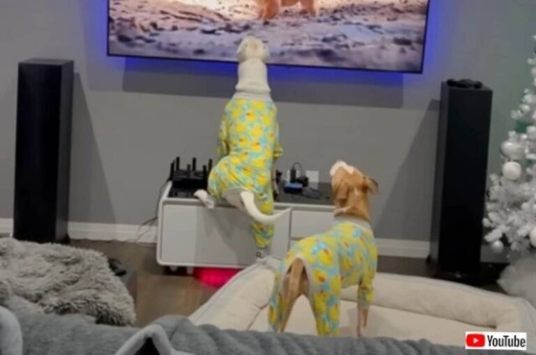 シンバをいじめるな！愛犬ズ、画面の向こうのハイエナたちに向かって本気で飛びかかる（音量注意）