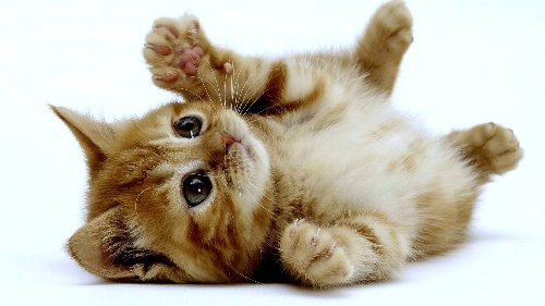 ”あまりにも決定的瞬間”の猫の写真が話題に！これは記憶に残るｗｗｗｗ