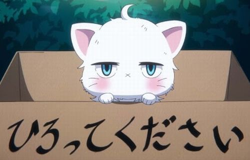 【クソ】敷地に何度も捨て猫を放置されたので「猫は保健所に連れて行きました」という貼り紙を置いた　→　それを見た捨て主がまさかの行動に…