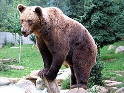 猟友会（クマ駆除）の適正報酬いくらなら妥当？