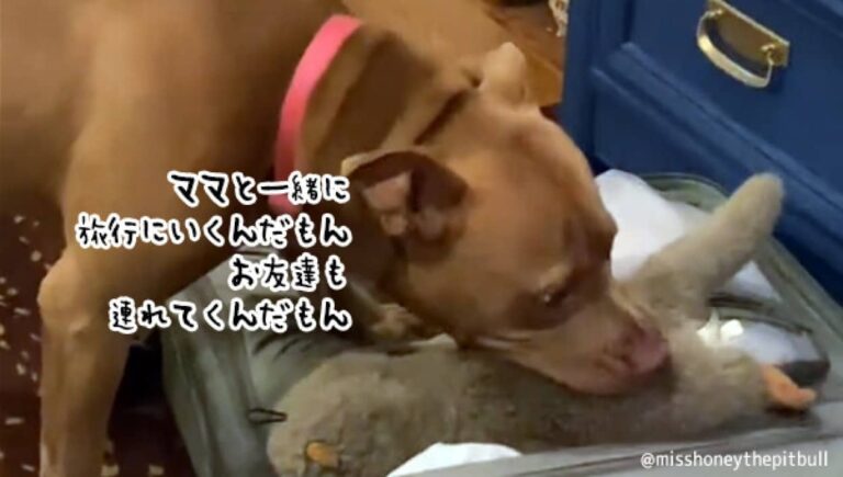 せつなかわいい！ママが旅行準備中、スーツケースにお友達のぬいぐるみを詰め込もうとする犬