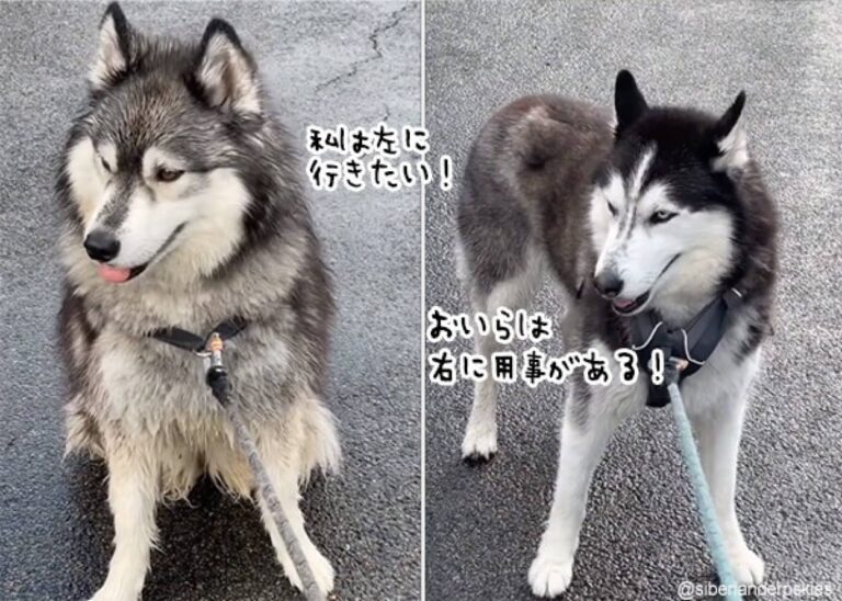 2匹のハスキーを連れての散歩、行きたい方向が真逆で両者一歩も譲らず