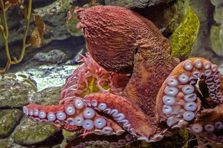 かつて伝説のUMAとして恐れられたタコ類最大種「ミズダコ」が保護対象になるまでの歴史