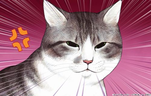 【マジ注意】飼い猫に指を噛まれて冗談抜きで切断の危機になった人の体験談と痛ましい画像が話題に…　「猫の雑菌はガチで怖い」
